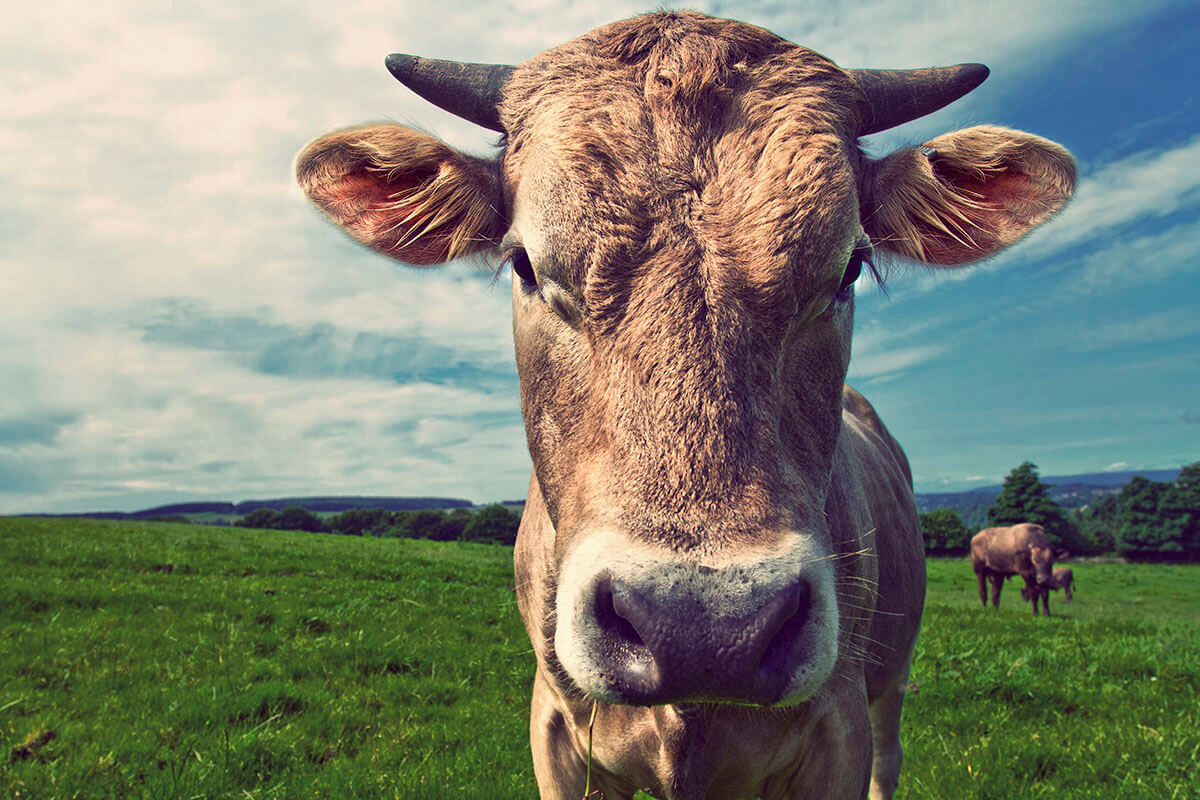 <sub>As seen in Fortune</sub><br>Why You Should Treat Your Employees Like Cattle