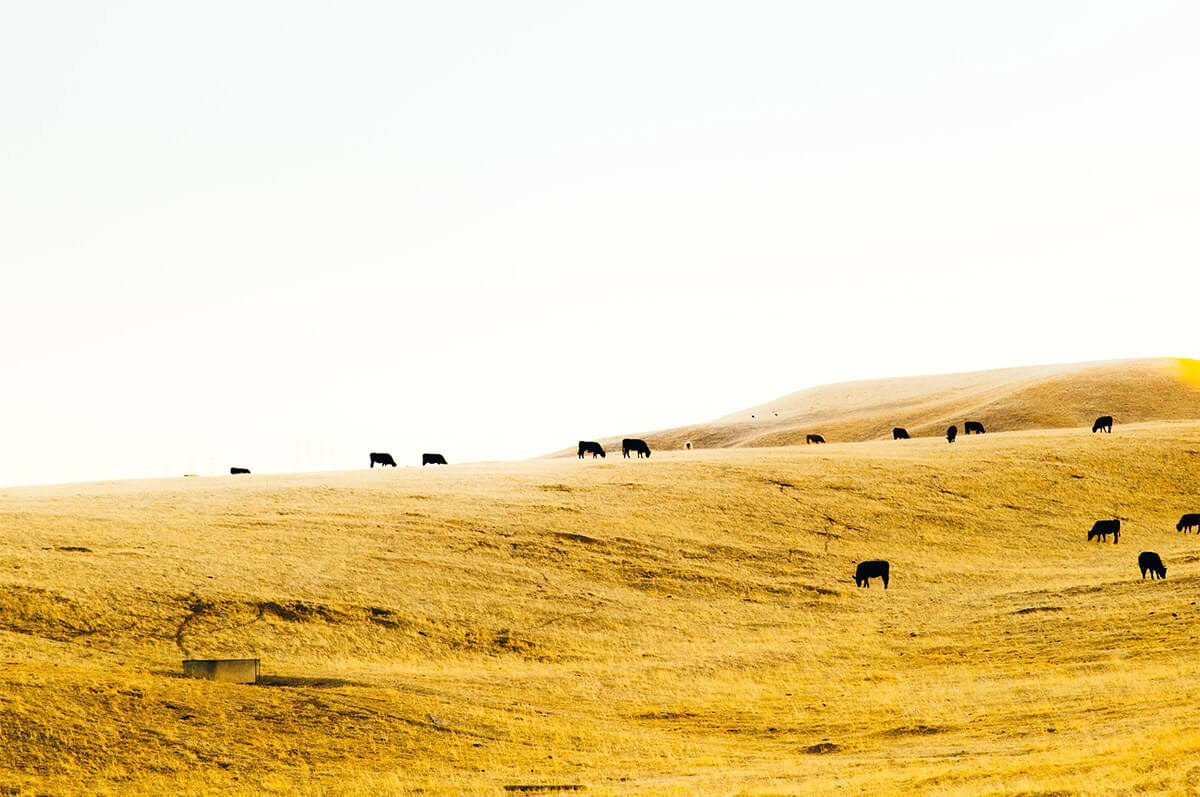 Branding Cows and Branding Your Wellness Program